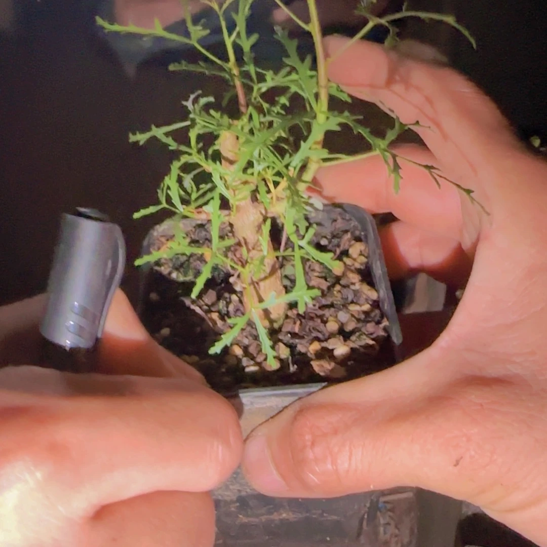 心***情块根植物块根植物