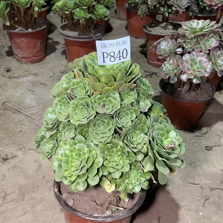 840翡翠琉璃多肉植物