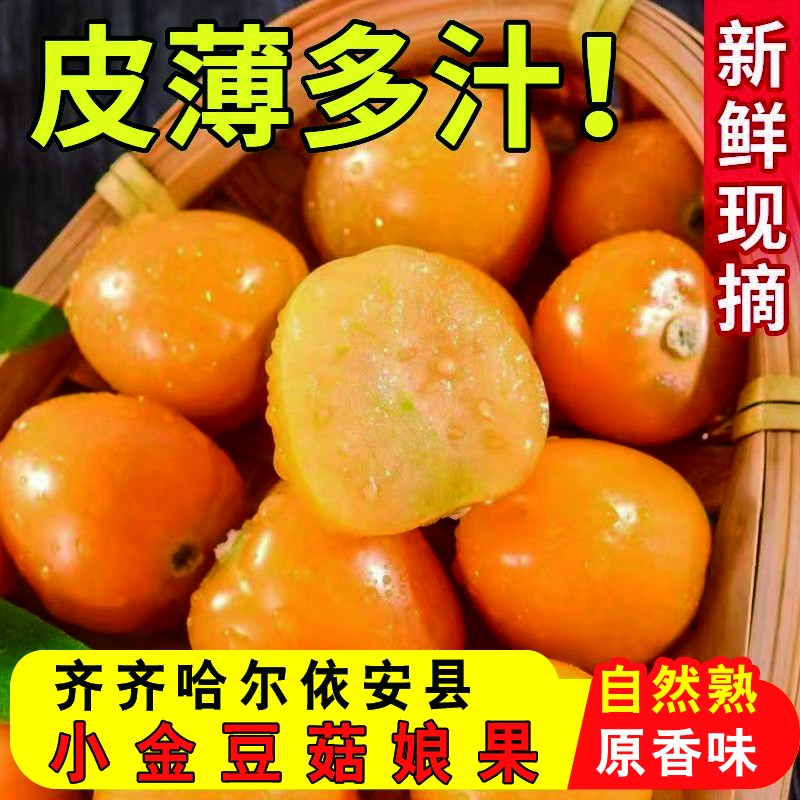 【顺丰】东北头茬姑娘果薄皮小金豆黄金果黑龙江菇娘果灯笼果现摘