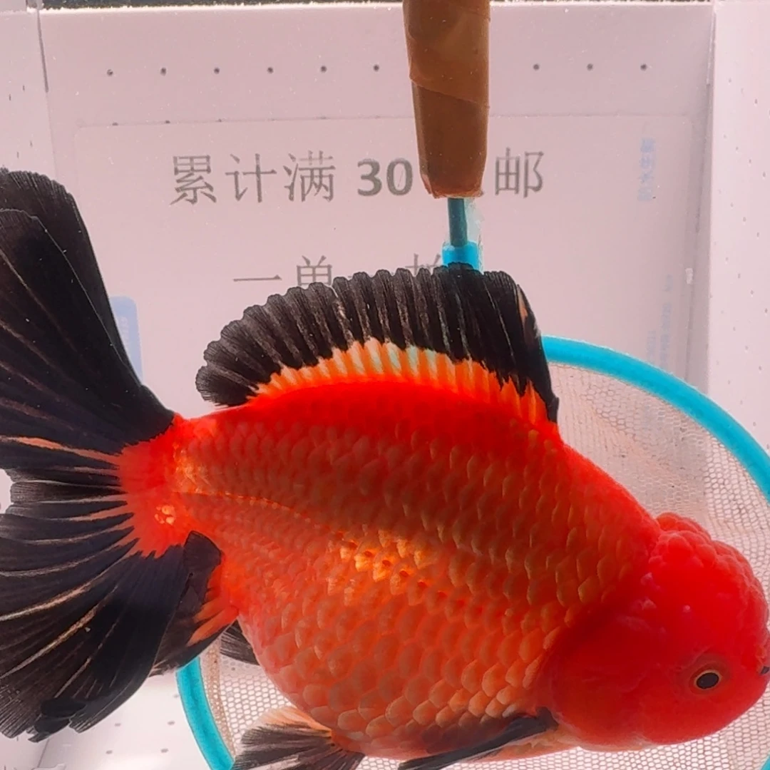 金鱼一条十二黑百褶泰狮