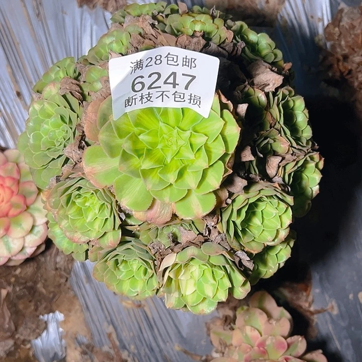 *****6247五彩琉璃多肉植物