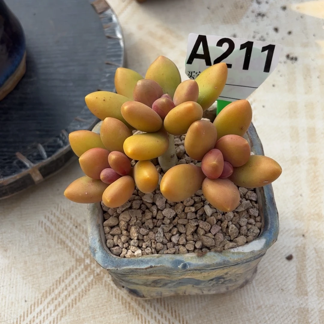 ****果多肉植物芒果奶3头