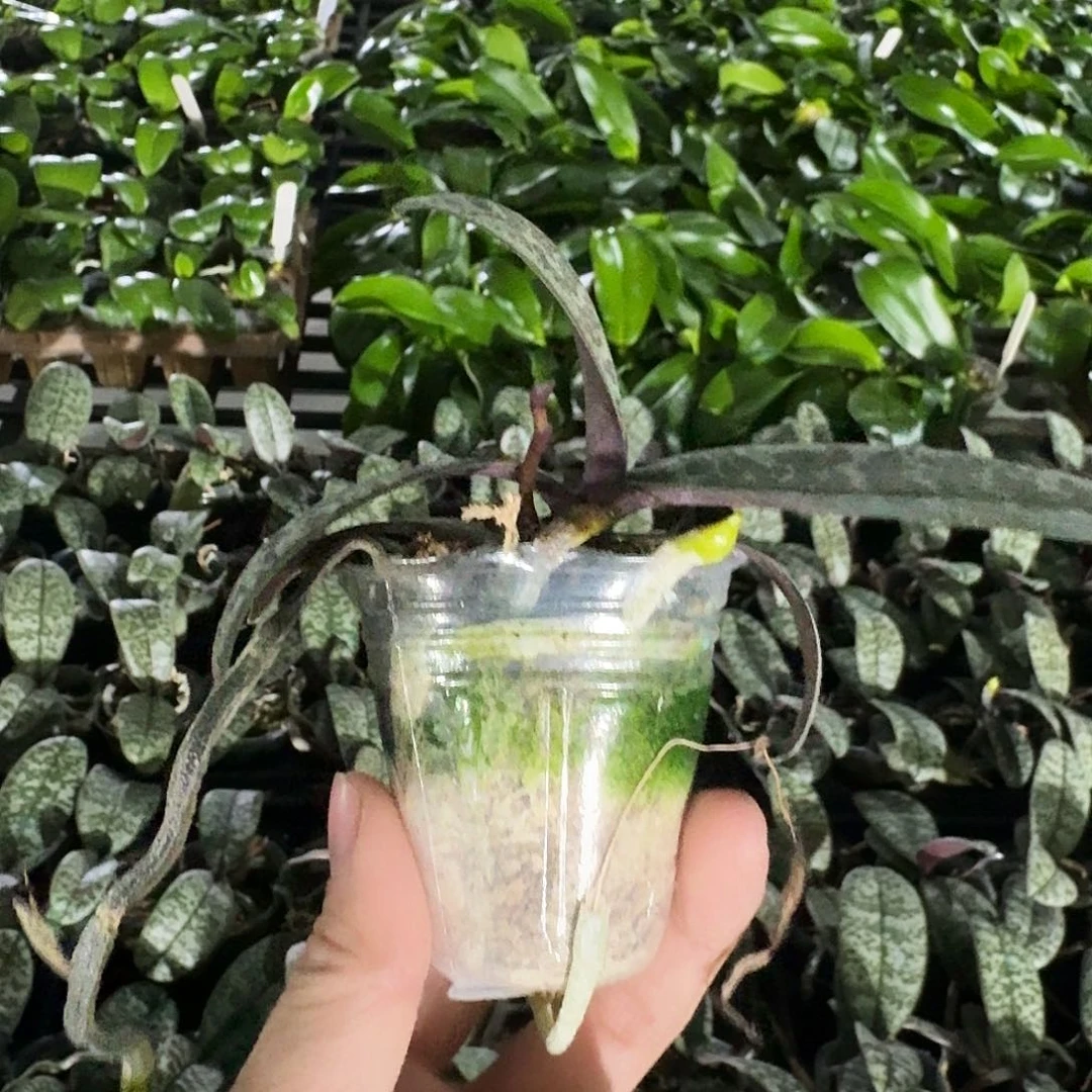 完全开放啦**?蝴蝶兰