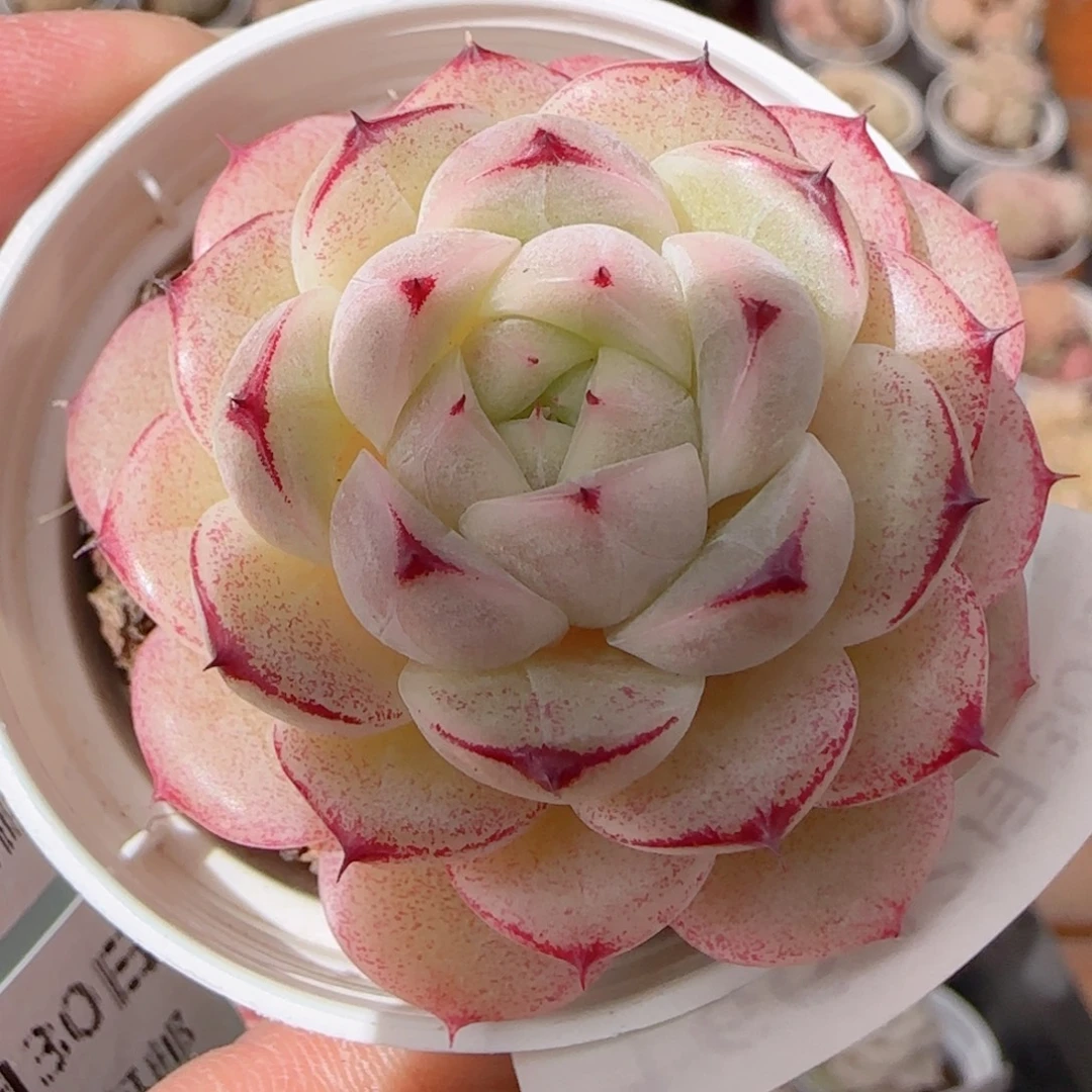 花语多肉1230-166五花肉