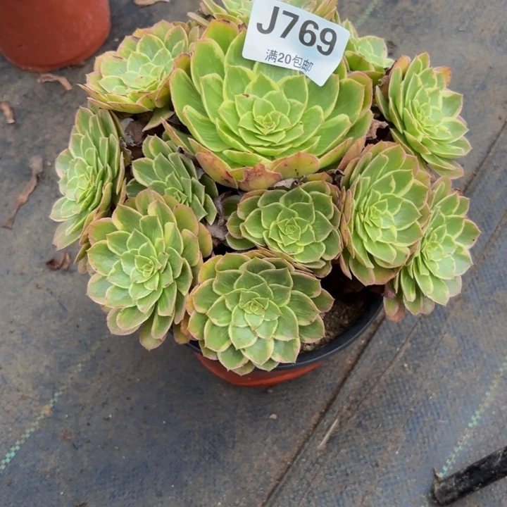 瑞妈多肉园艺769莲花座