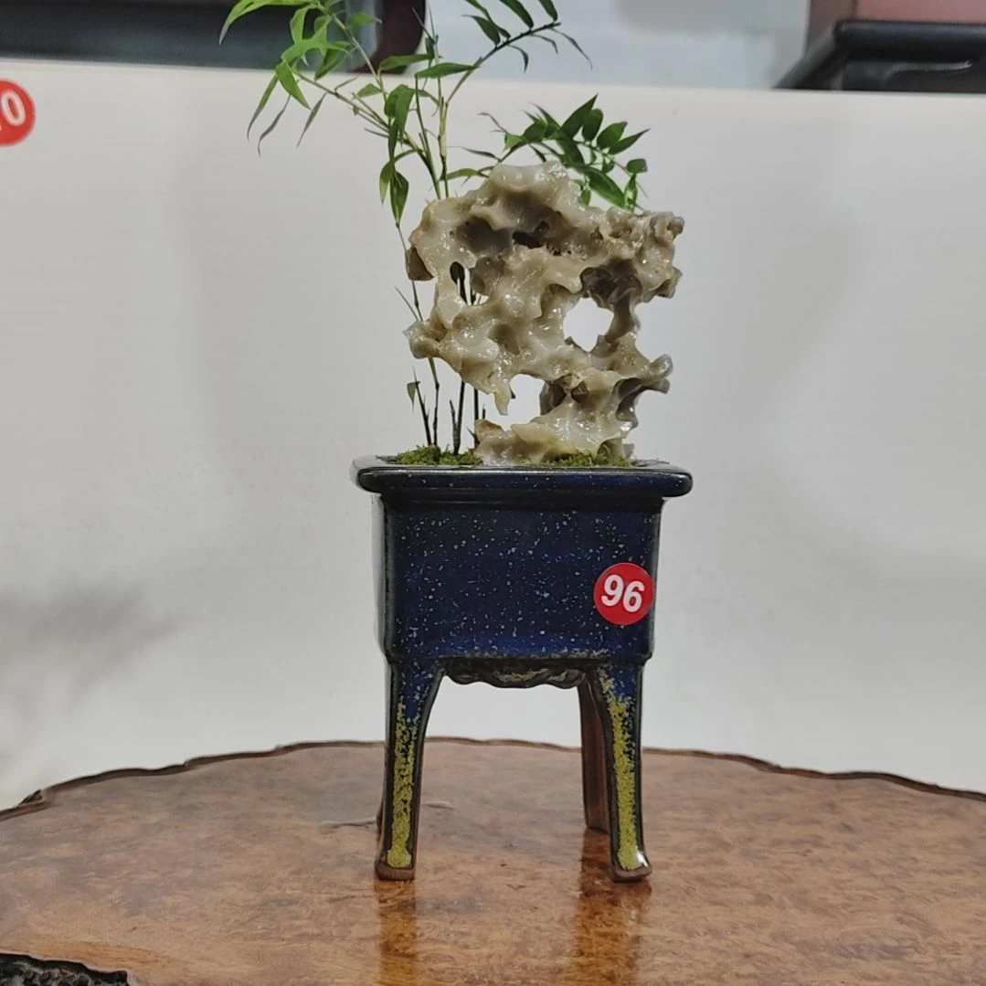 C***X无花朵盆景，凤尾竹，玉玲珑