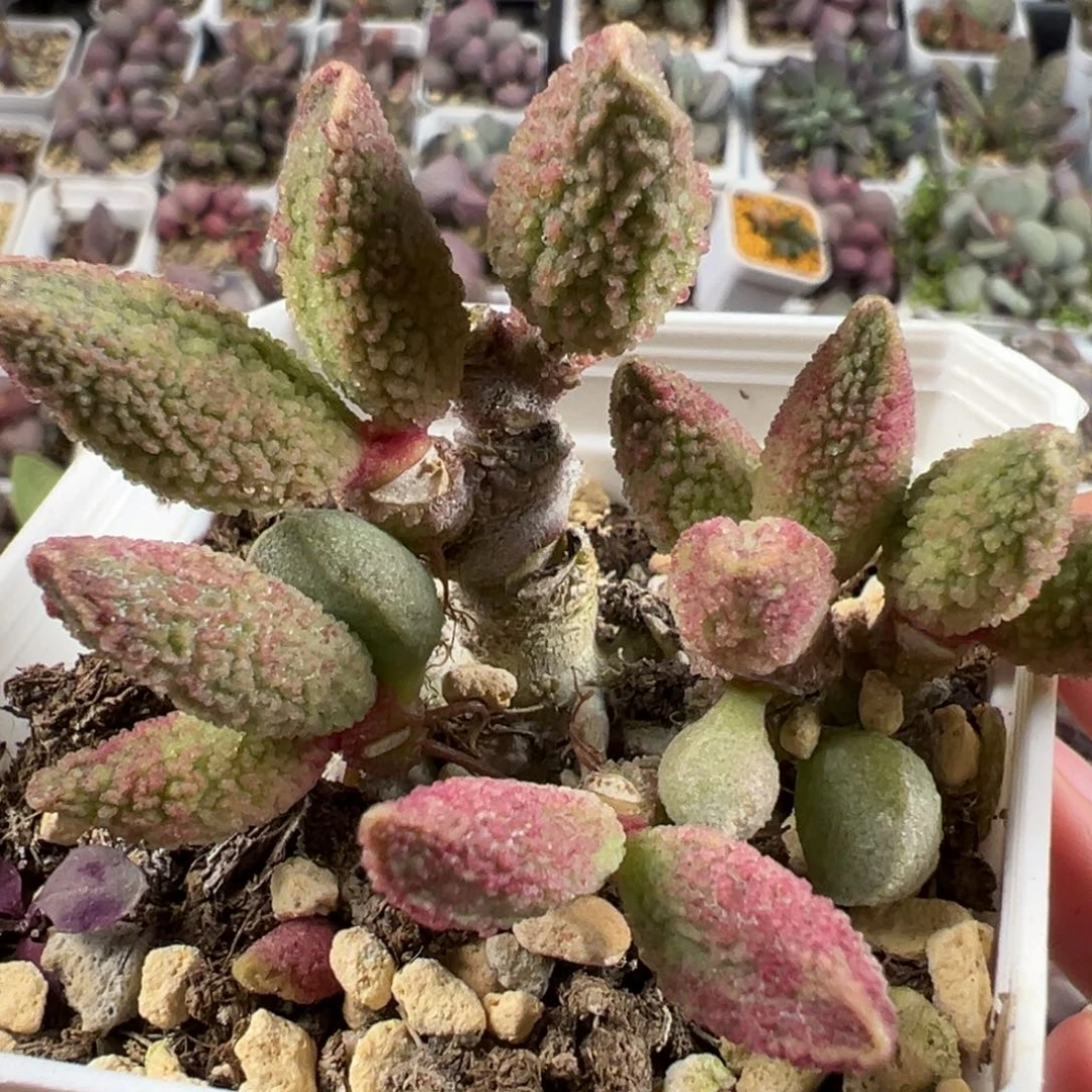 实生多头纯木质桩多肉植物水泡
