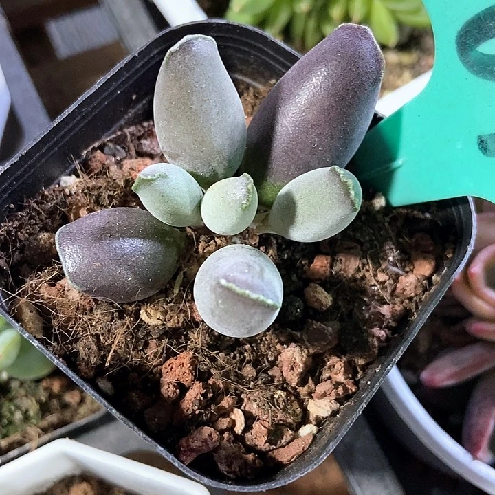 多肉植物海豹1873
