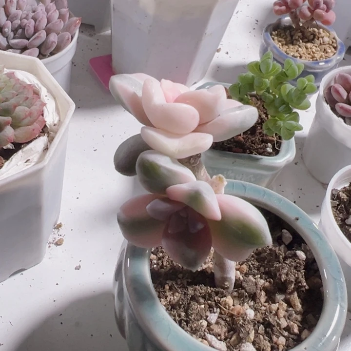 长*紫乐锦精品多肉植物