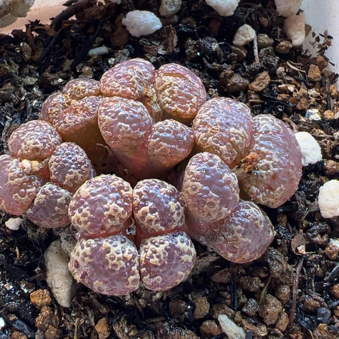 081多肉植物种类多样