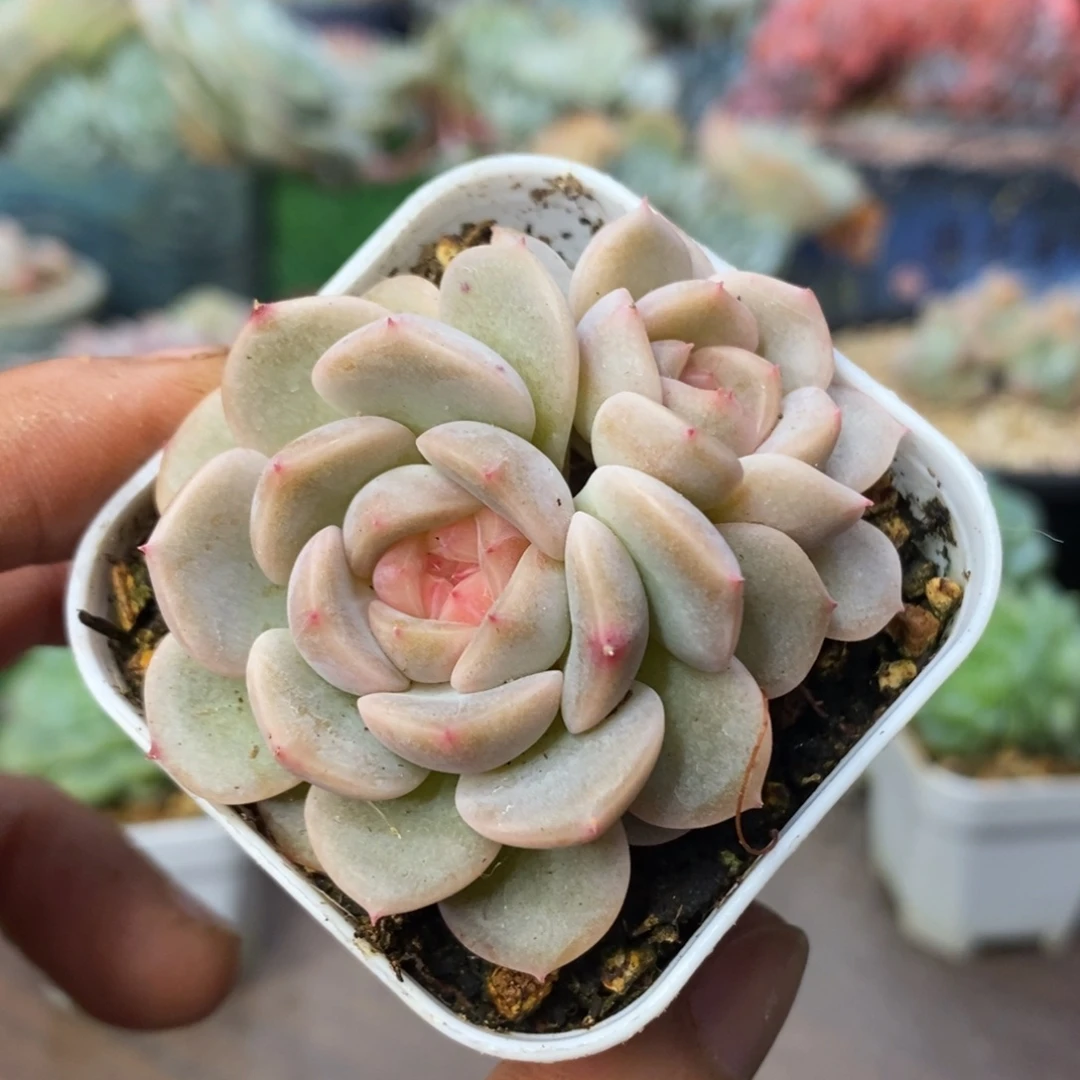灯养荔枝双头清棚