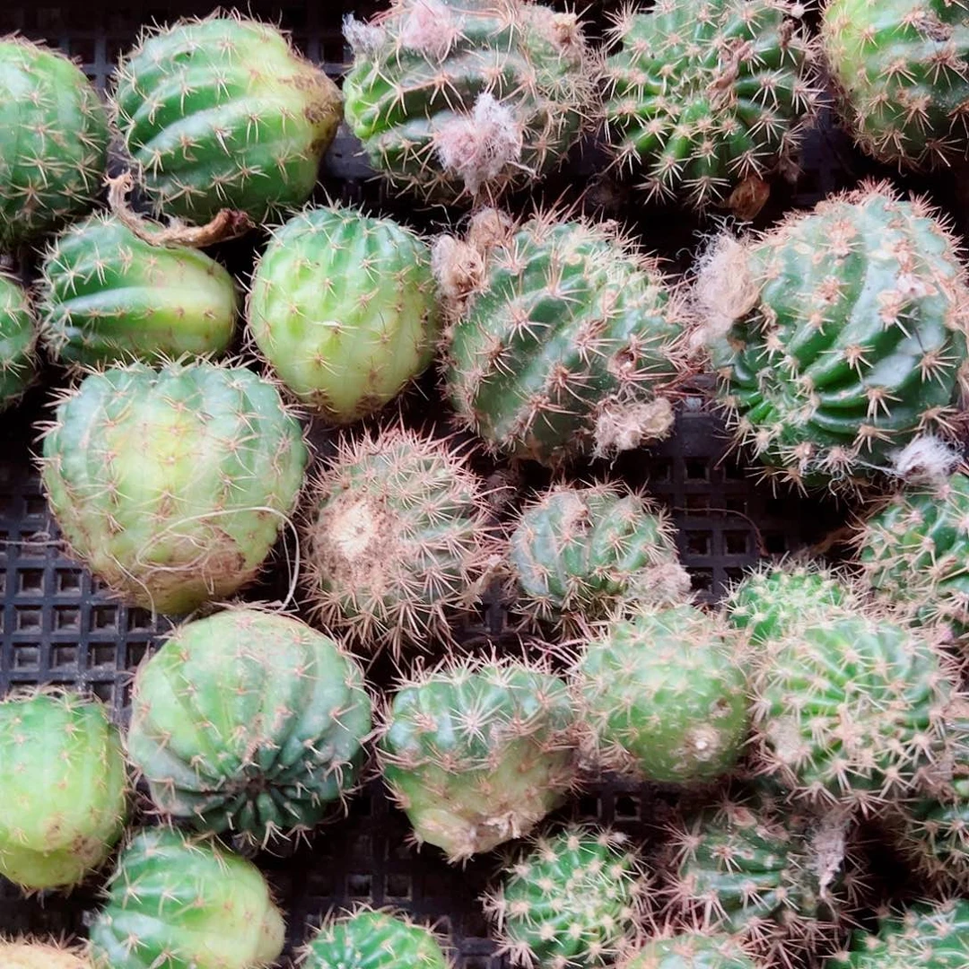 唯***4丽花盲盒 20个侧芽