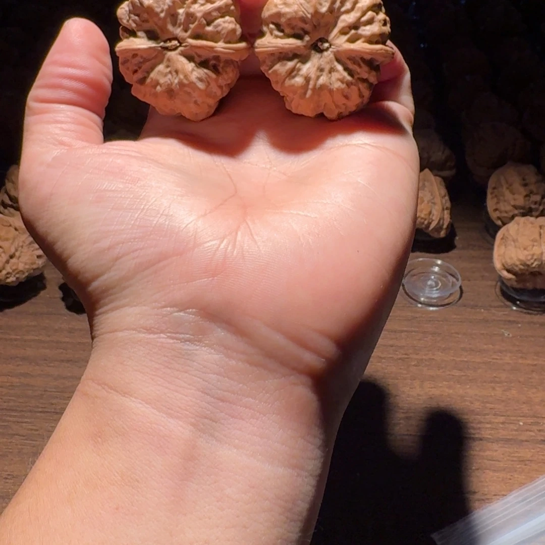 海***洋核桃手串/手链蛤蟆的眼睛是真的好看啊