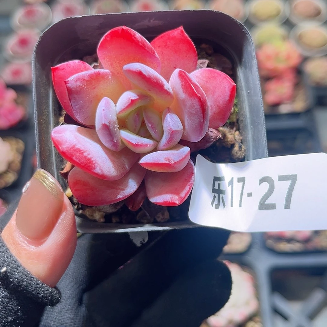 乐17-27 溏心雪莲