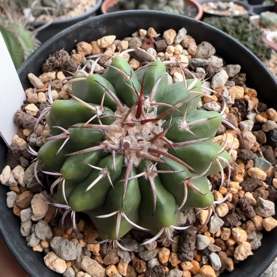 2007脱土发实生圆盘玉