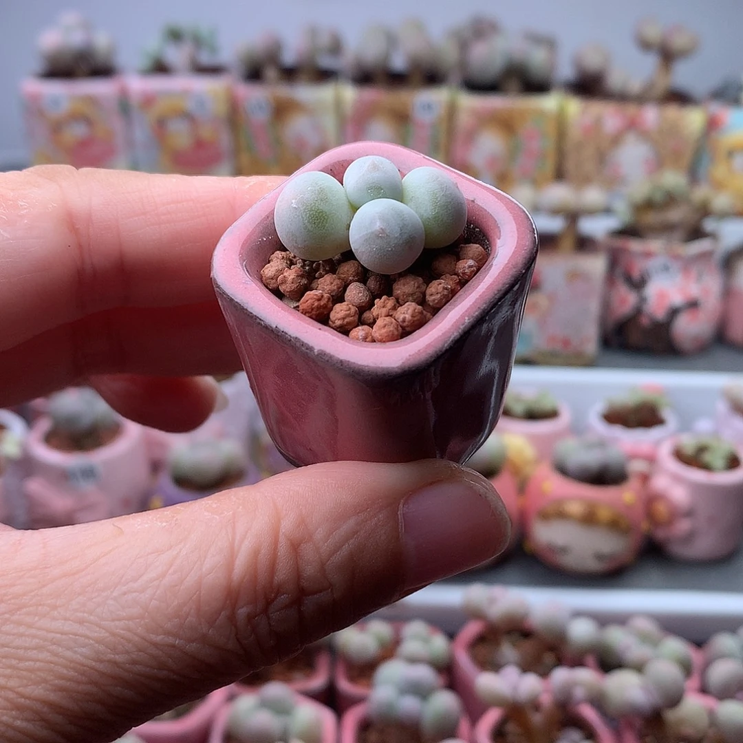 米可奶酪带盆发货