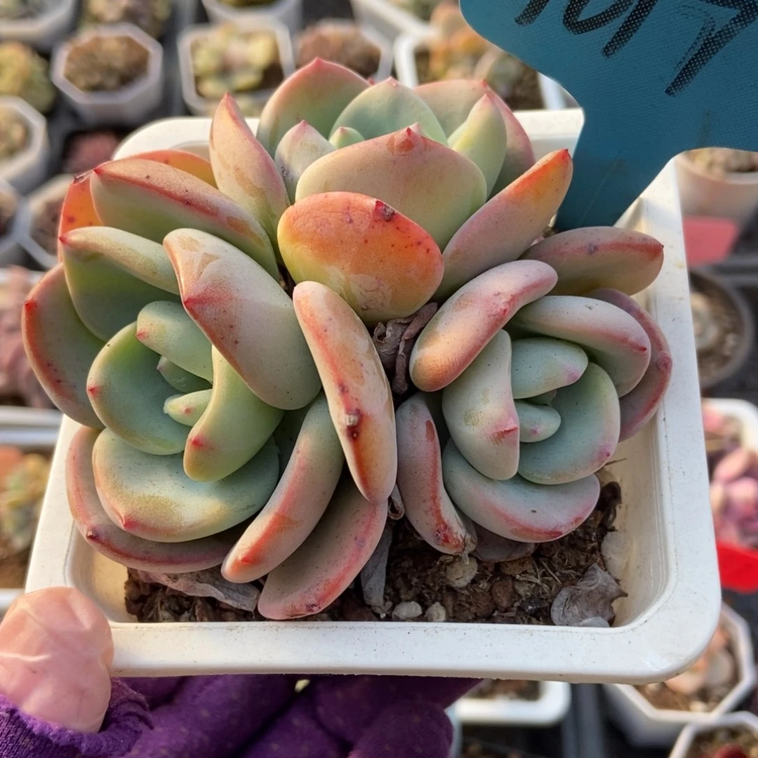 1017白月光多肉植物保护