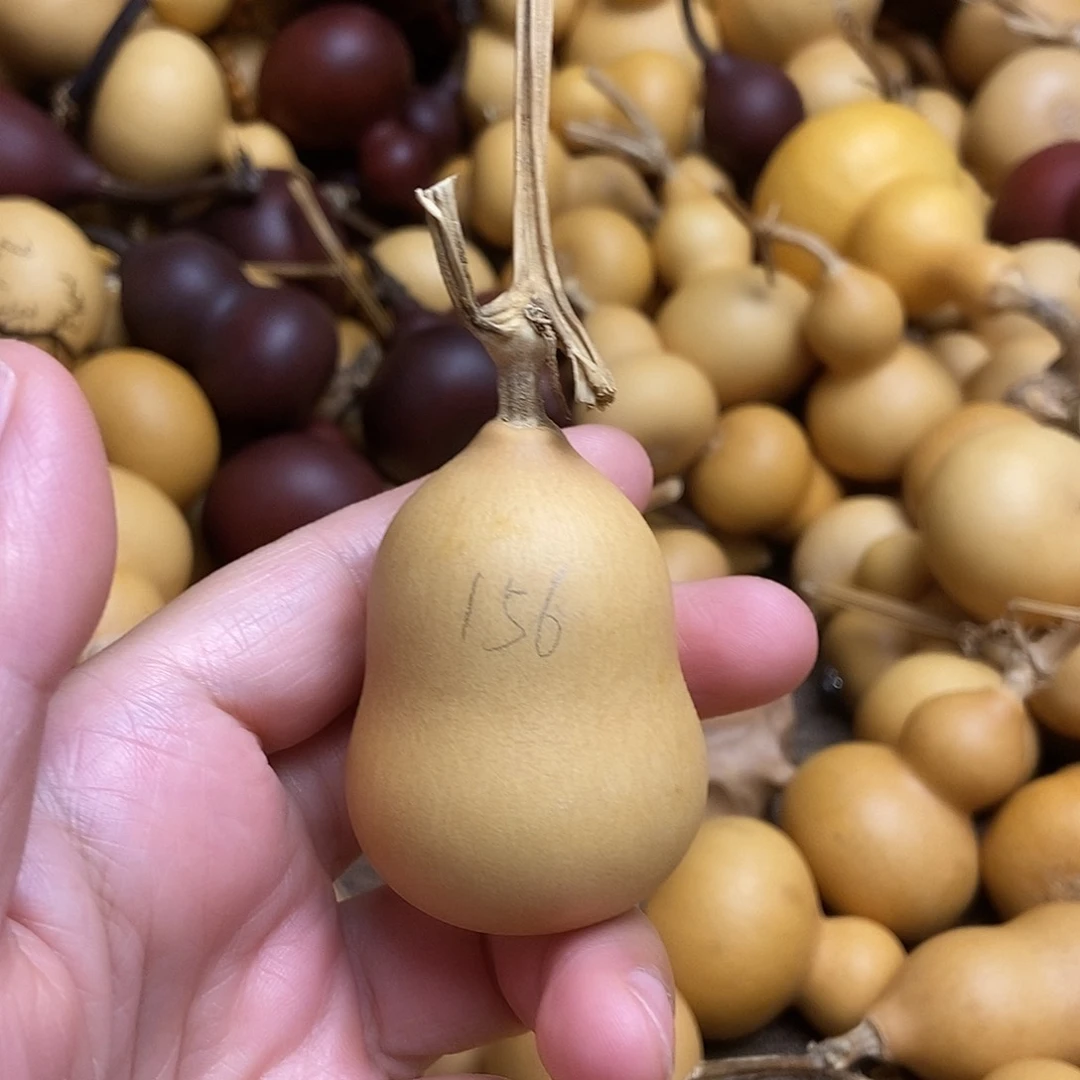 文玩葫芦 非完美主义者 慎拍156