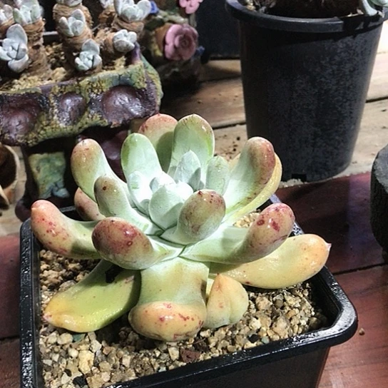 拇指仙女棒仙女棒