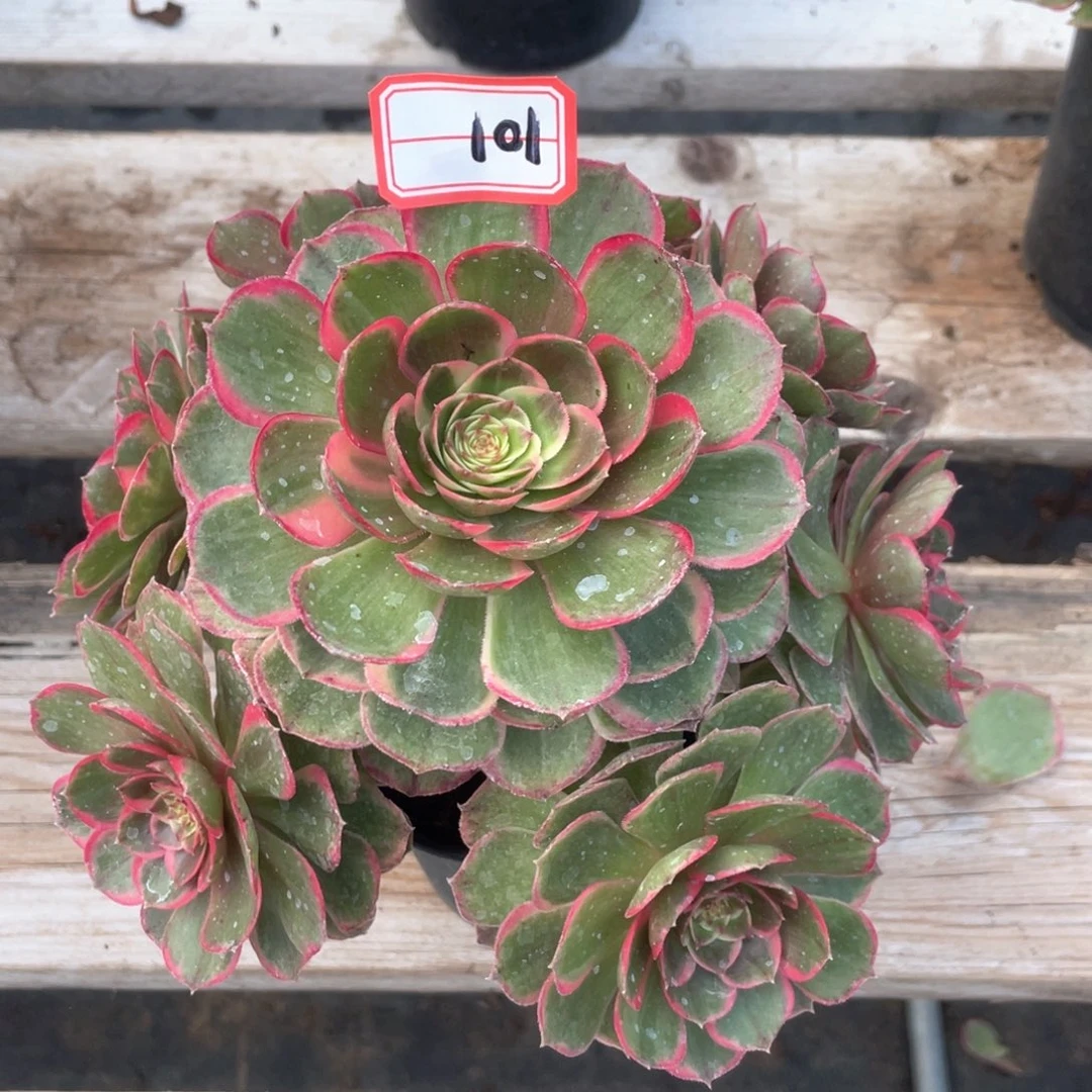 粉花妖老桩手捧101