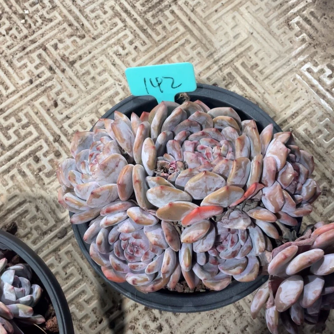 南***予星影缀化多头群生142