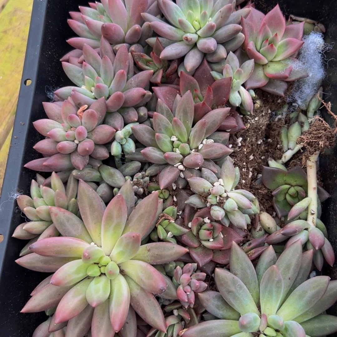 307谢谢出差h哈哈哈个方法成功后