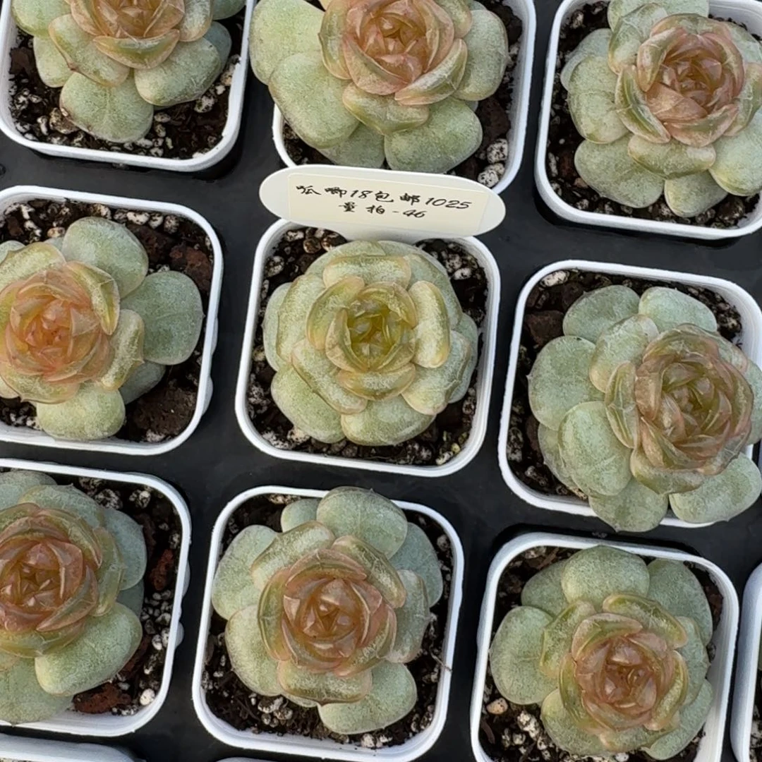 1025-046-彩色恋人一颗量拍