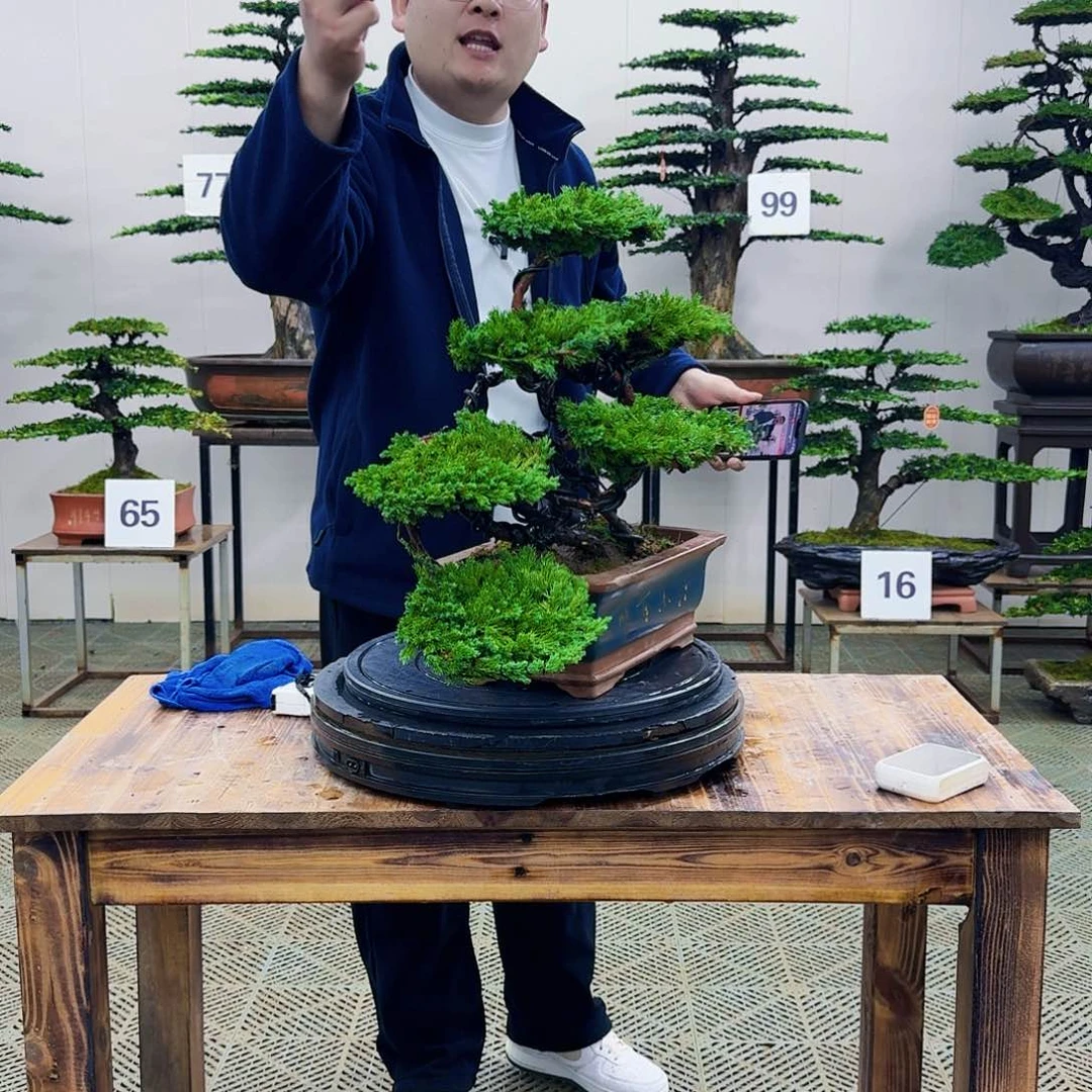 盆景柏树造型盆景