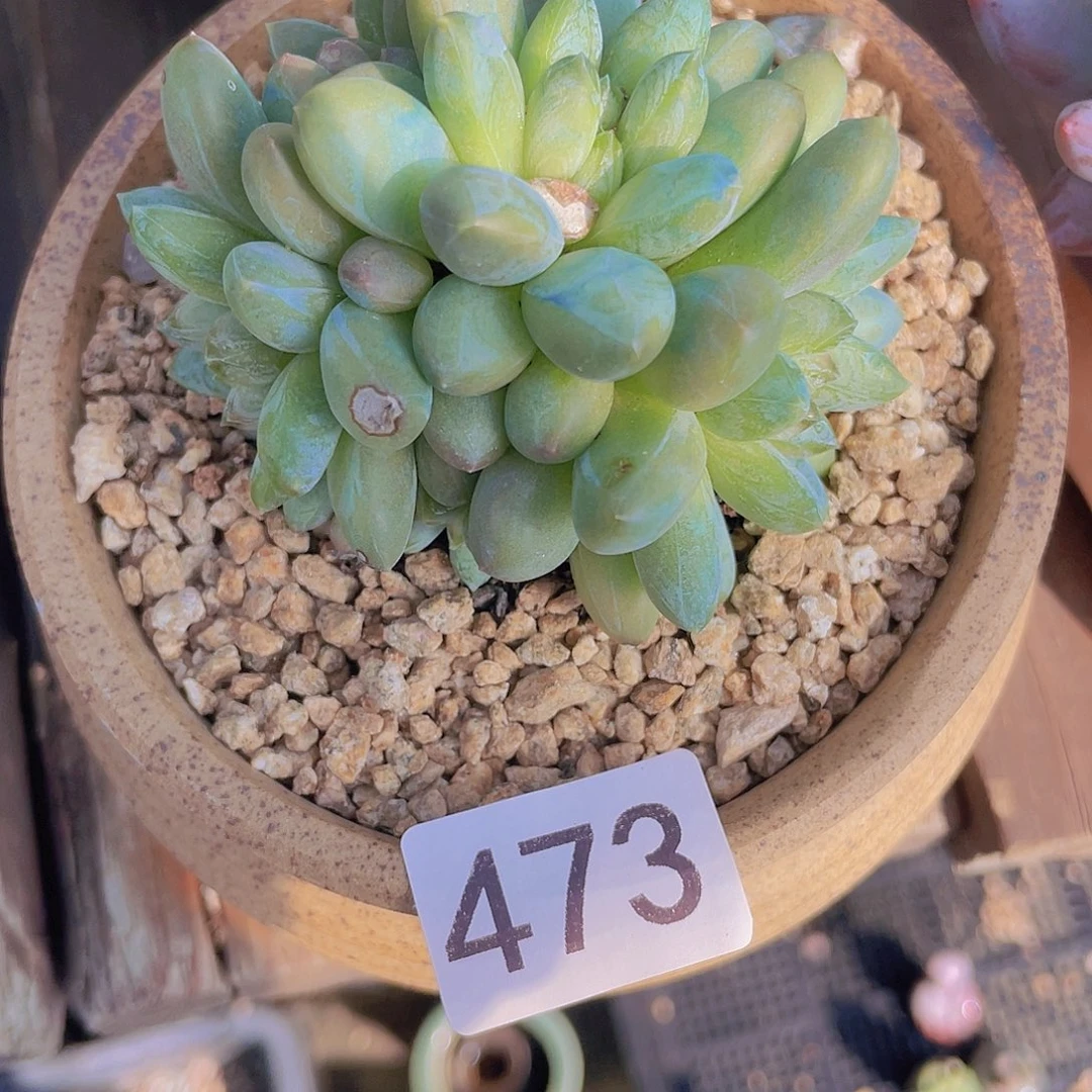 咖啡豆多肉植物的
