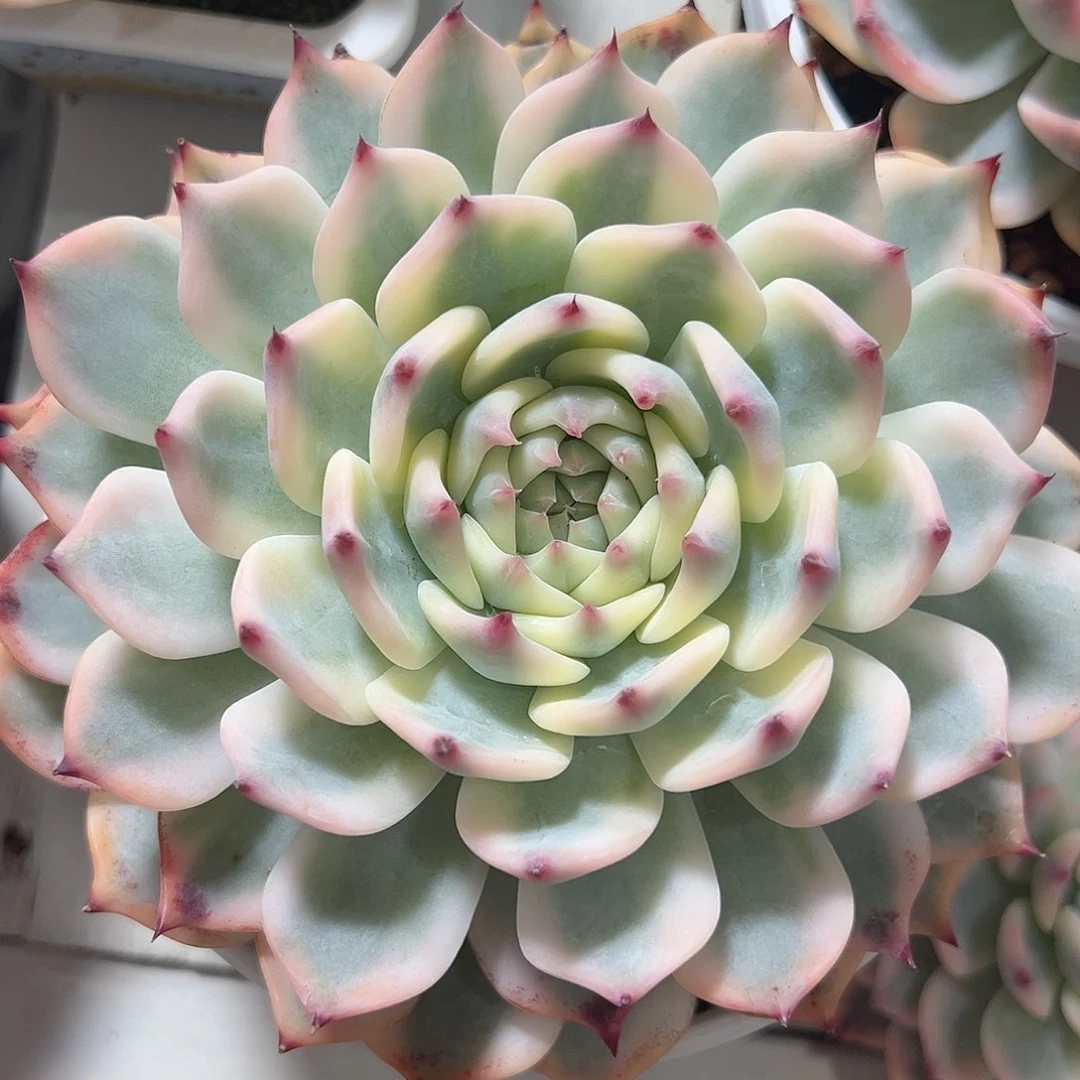 吉娃娃锦大单头多肉