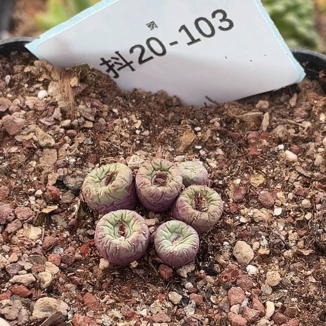 四***月20-103肉锥多肉植物