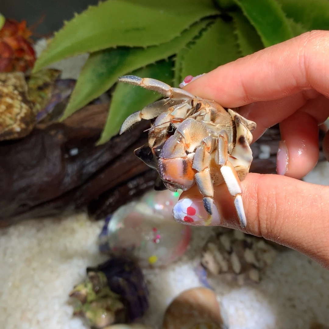 2.1 寄居蟹出售、不退不换3号