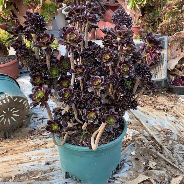 690黑法师朵朵老桩