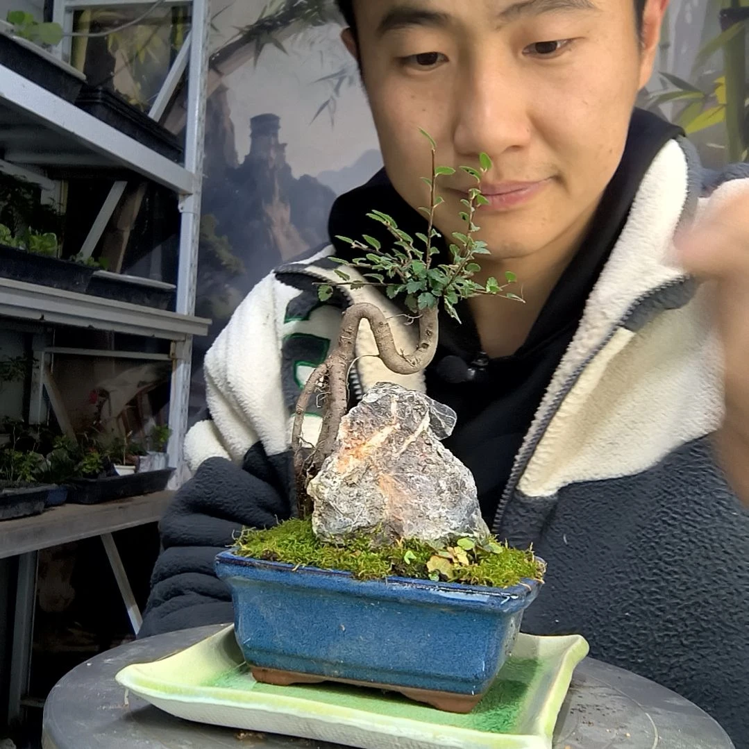 是****?中青园艺一物一拍91