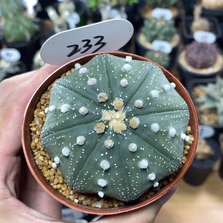 实生海星兜233号7.3cm