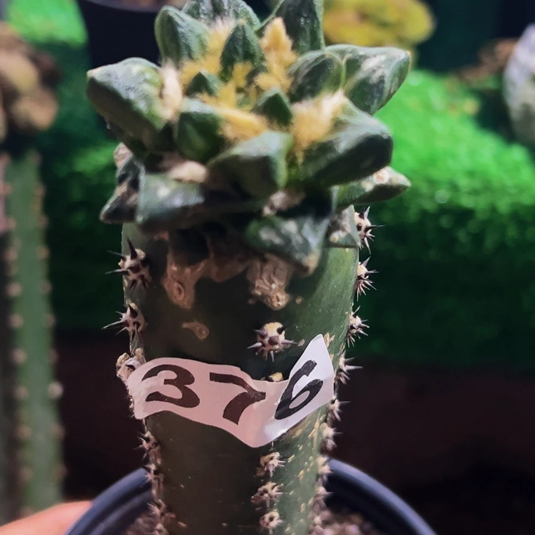 无花朵福利龙角牡丹仙人球376