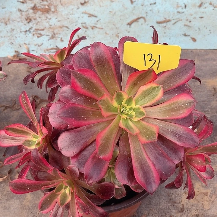 131一颗美杜莎法师断枝不包售后