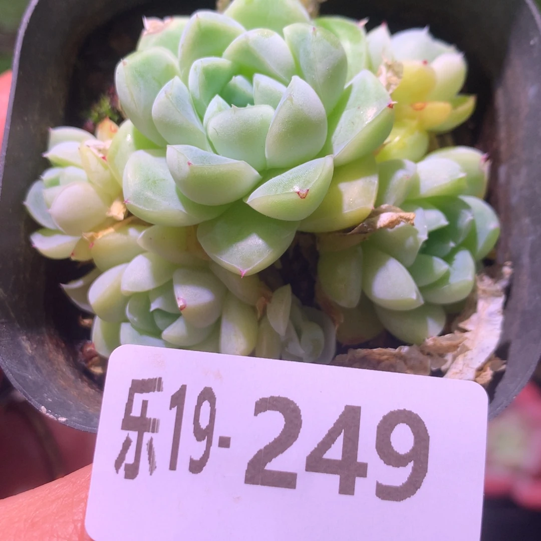 乐然19-249 厚叶月影