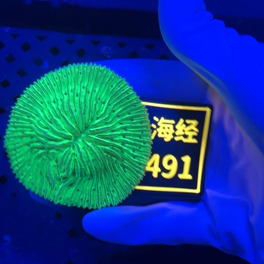 假***蒯纽扣珊瑚又又不包邮飞盘B491