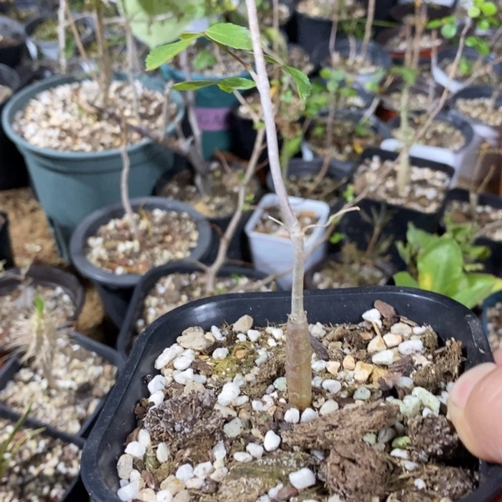 H***.蓝白皮实生带盆土发货