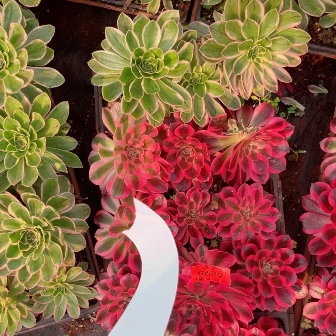 穴盘629多肉植物