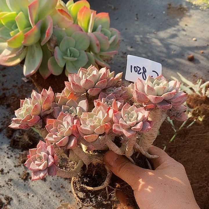向***子多肉植物红粉佳人1028-2