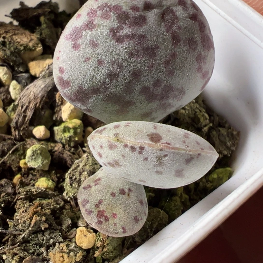 花蛋水泡多肉植物水泡