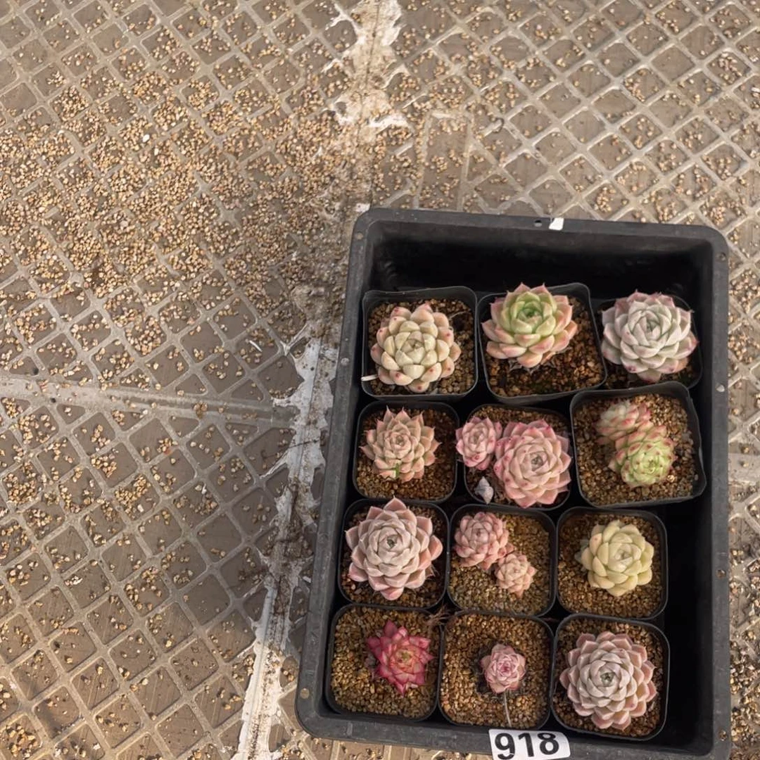 多肉植物十二个精品918