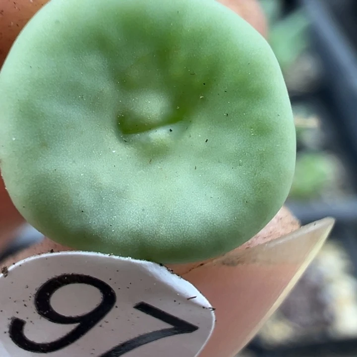 97号111111111111111