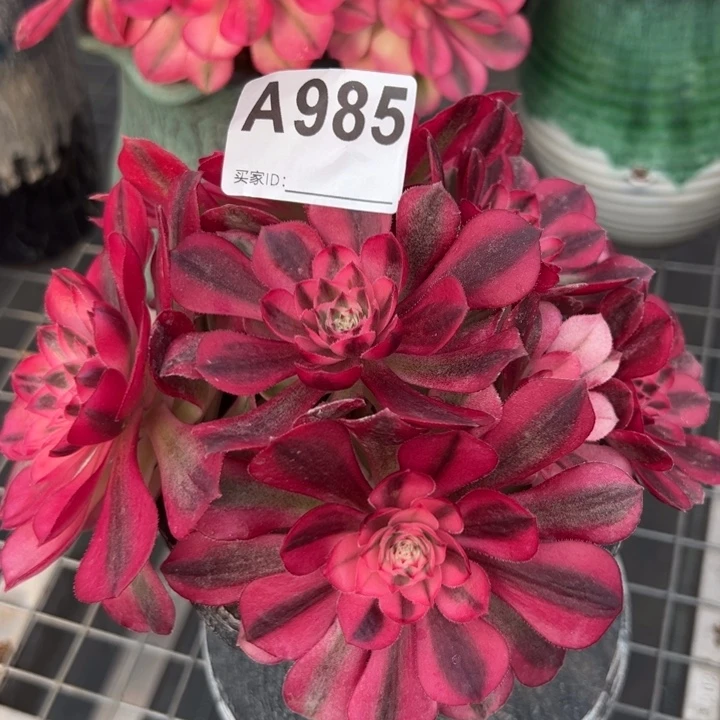 985倾城朵朵16厘米左右