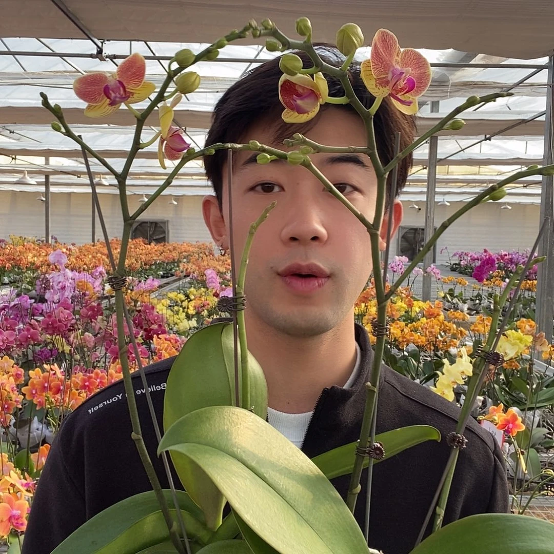 完全开放蜜蜂双花剑