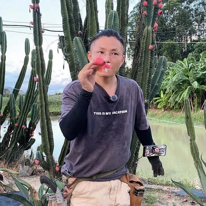 继**力秘鲁苹果青果实3颗发货