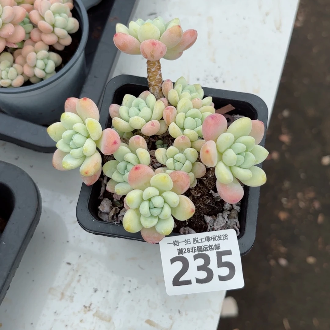 樱花罗绮老桩无盆土发货
