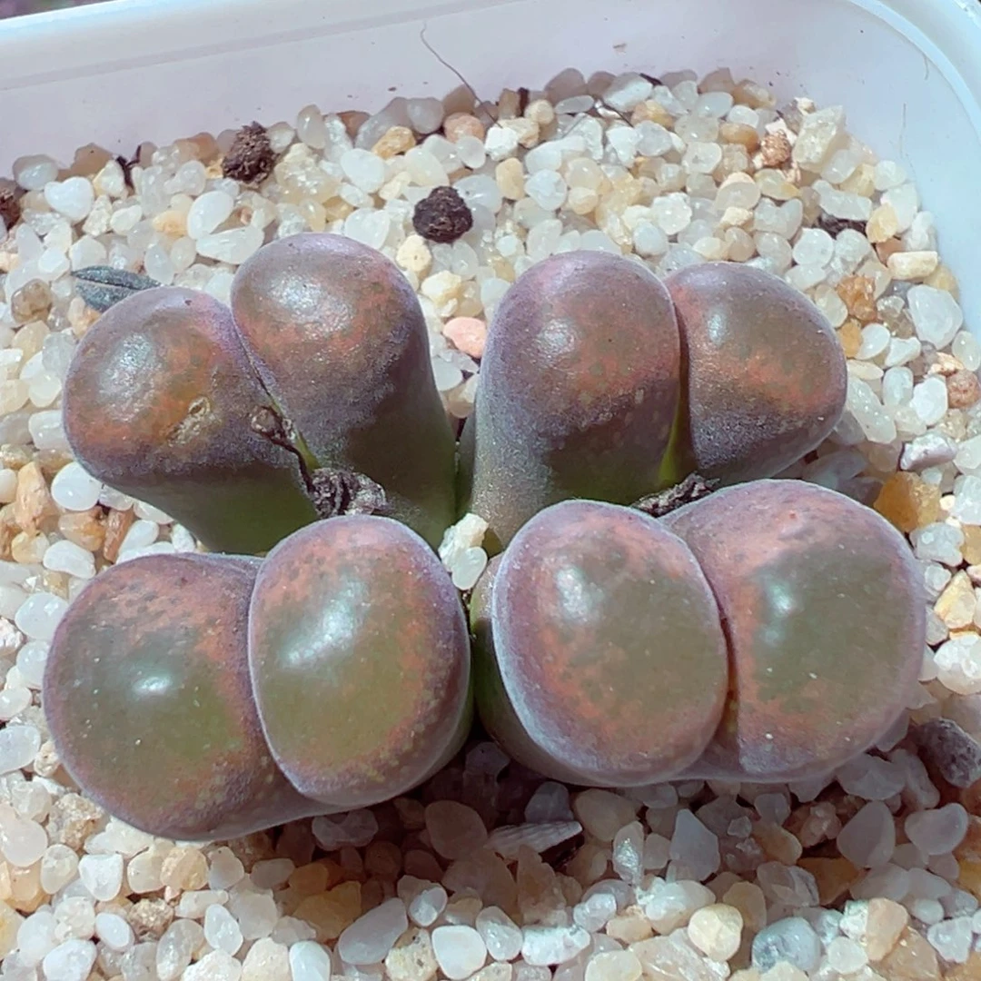 109-135多肉多肉多肉